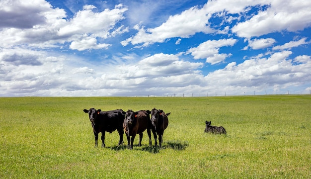 Kühe auf einer Weide klaren blauen Himmel an einem sonnigen Frühlingstag Texas USA