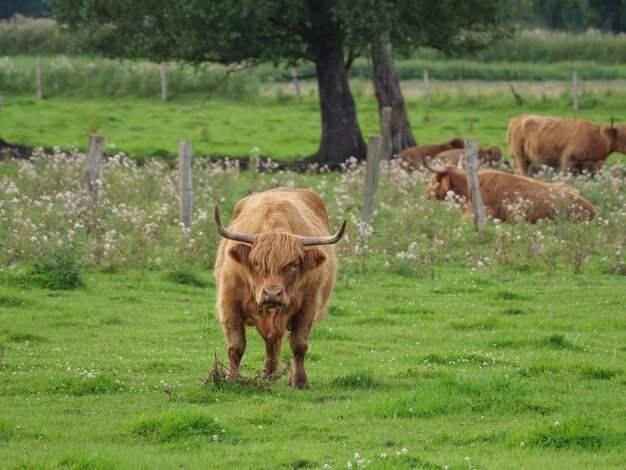 Foto kühe auf einer westfälischen wiese