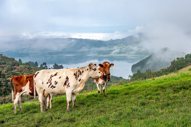 Kühe auf einer Wiese in einer wunderschönen Landschaft