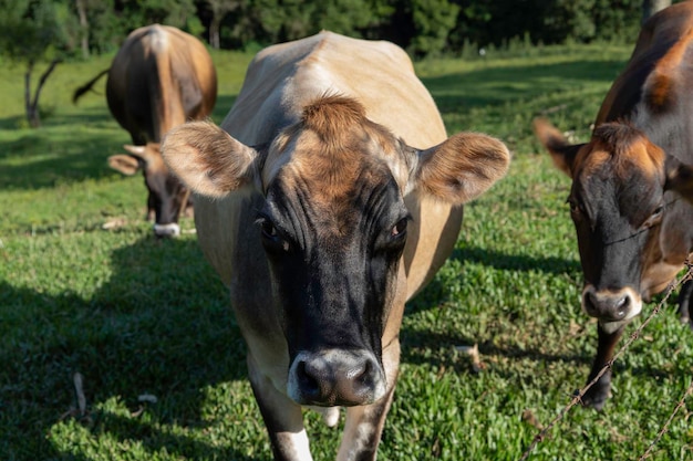 Foto kühe auf grünem gras an sonnigen tagen