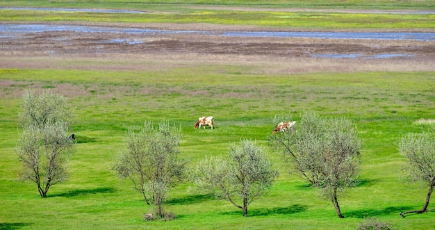 Kühe auf grünen Weiden der grünen saftigen Graswiese Panoramalandschaft mit Wasser