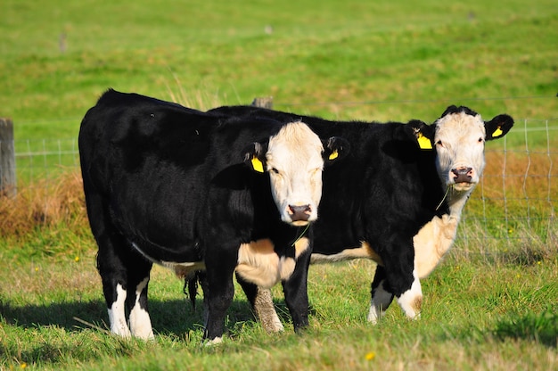 Kühe auf grüner Wiese