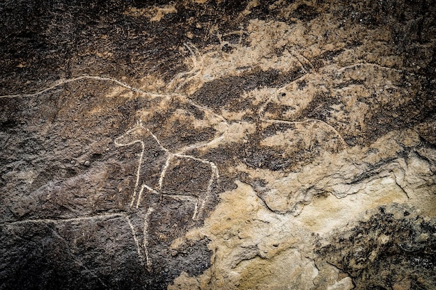 Kühe auf steinerner petroglyphenkunstausstellung von petroglyphen in gobustan in der nähe von baku aserbaidschan
