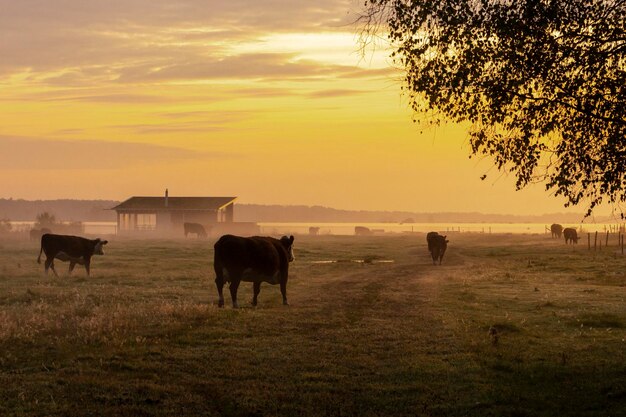 Foto kühe bei einem nebligen sonnenaufgang am frühen oktobermorgen am see