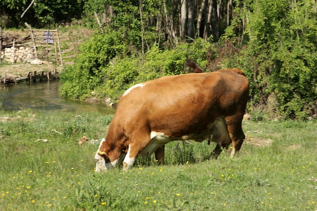 Kühe breiten sich auf dem Land aus