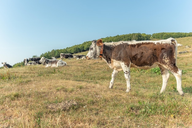 Kühe der Vogesen brüten auf der Weide in den Bergen