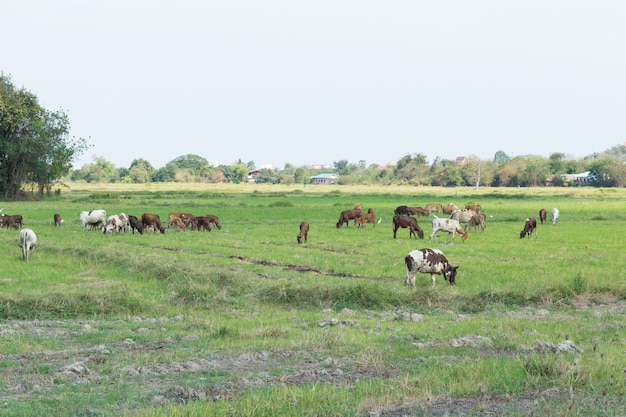 Kühe, die auf Bauernhof mit grünem Feld am Tag des guten Wetters weiden lassen