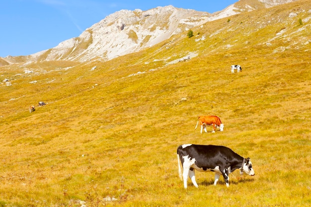 Kühe, die auf einem Gebirgsgebiet essen