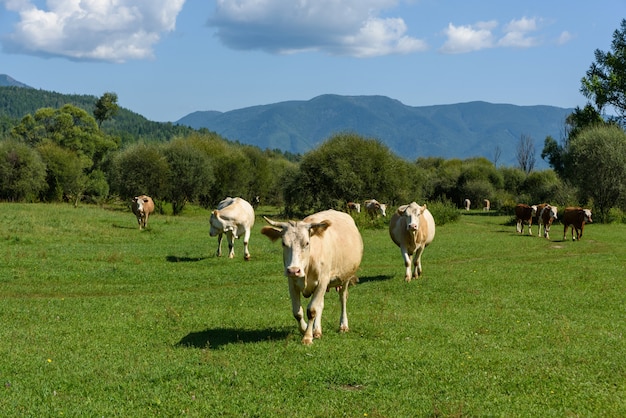 Kühe, die auf einer grünen sonnigen Sommerwiese grasen