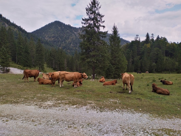 Kühe, die in den Bergen nahe dem Wald grasen