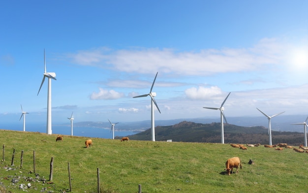 Kühe, die in den grünen Bergen zwischen Windkraftanlagen des Kaps Ortegal, Galizien, Spanien weiden lassen
