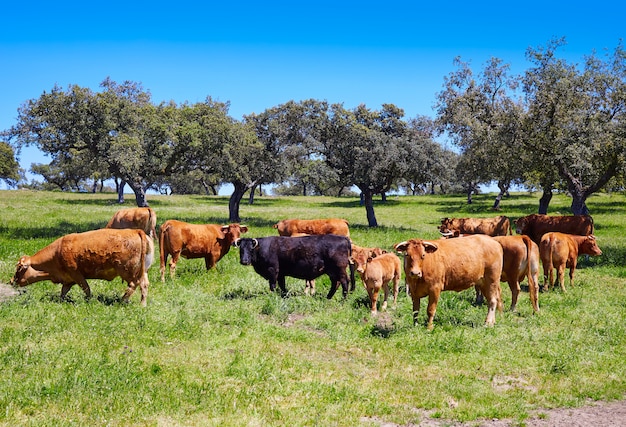 Kühe, die in Extremadura Dehesa Spanien weiden lassen