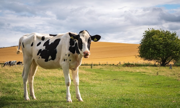 Kühe, die nahe prähistorischen stehenden Steinen bei Avebury im Vereinigten Königreich Wiltshire England weiden lassen