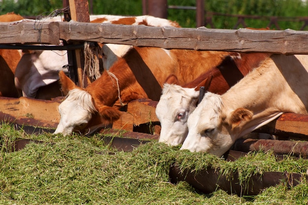 Kühe, die Silage auf einer Farm essen