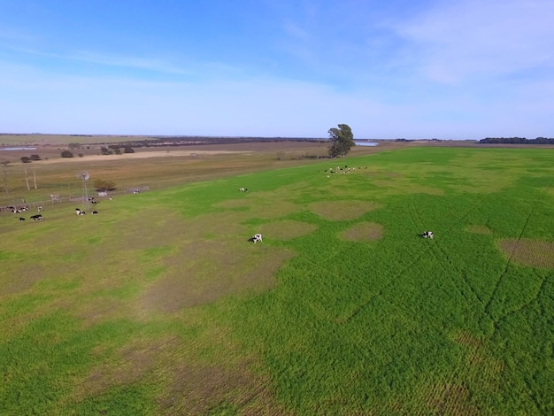 Kühe fütterten Gras auf dem Land Pampas PatagoniaArgentina