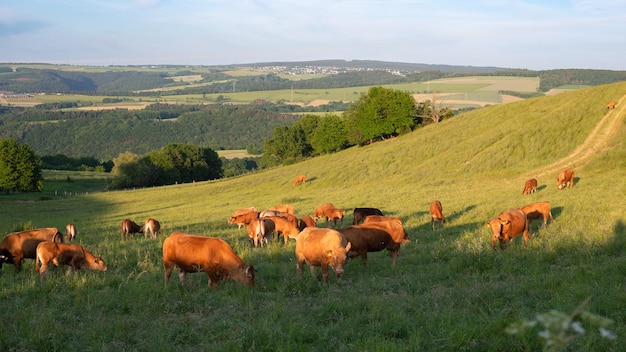 Kühe grasen auf der Weide in Deutschland, artgerechte Tierhaltung, Ackerland, Wiese