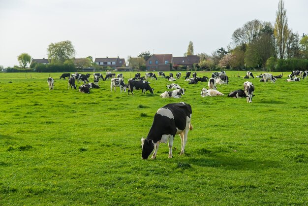 Kühe grasen auf der Weide Selektiver Fokus