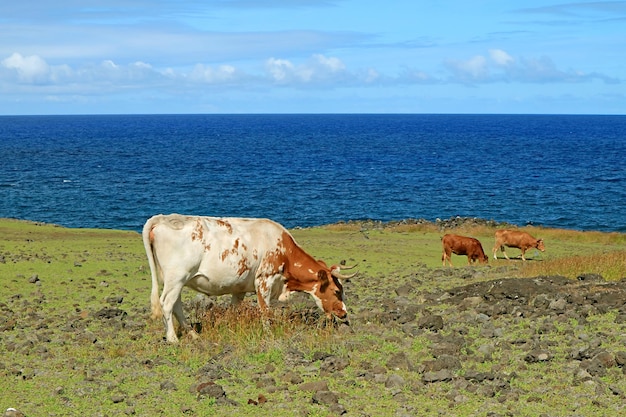 Kühe grasen auf der Wiese der Pazifikküste Osterinsel Chile Südamerika