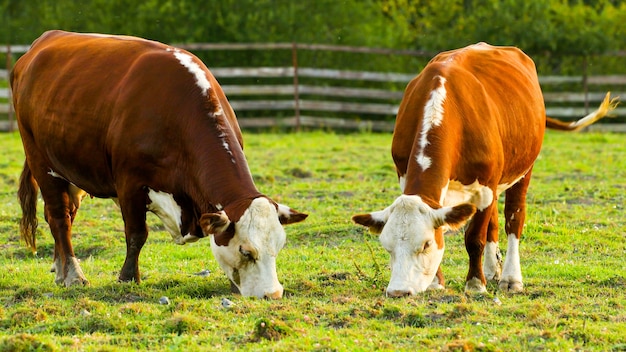 Kühe grasen auf der Wiese und fressen Gras.