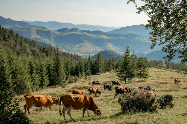 Kühe grasen auf einer Almwiese zwischen Tannen in den Bergen