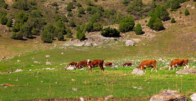 Kühe grasen auf einer Bergwiese