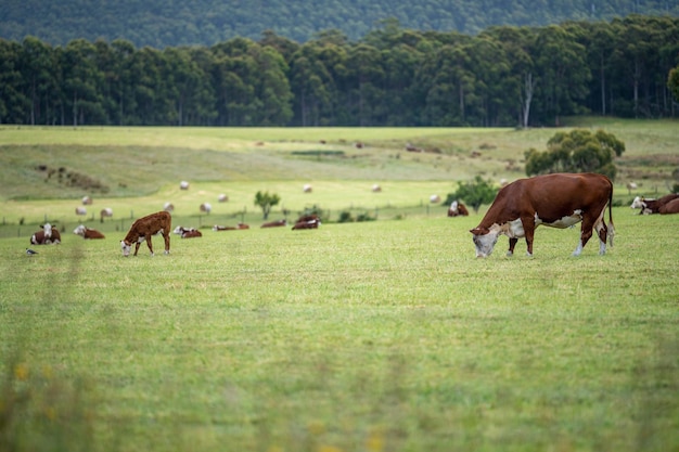 Kühe grasen auf einer Wiese in Australien