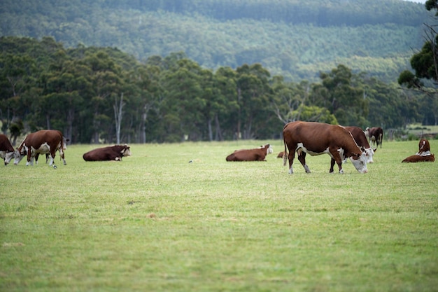 Kühe grasen auf einer Wiese in Australien