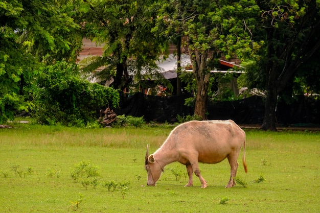 Kühe grasen auf einer Wiese