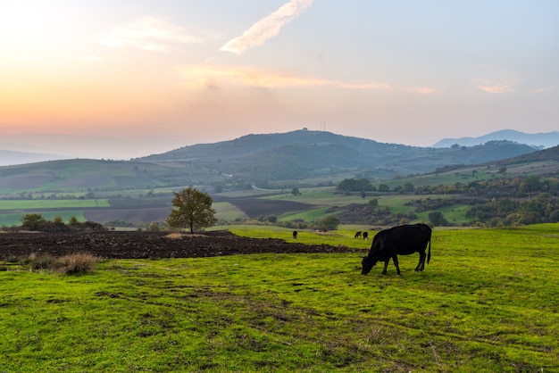 Kühe grasen bei Sonnenuntergang auf einer grünen Wiese