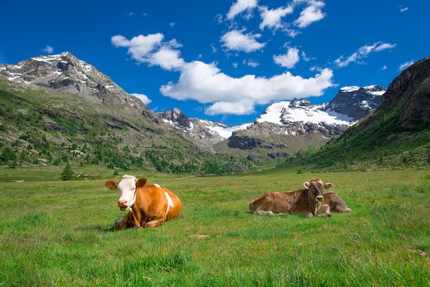 Kühe grasen im Hochgebirge der Schweizer Alpen