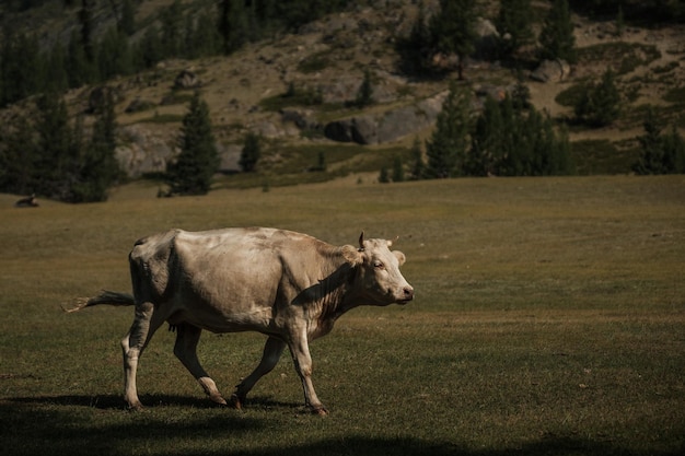 Kühe grasen im Sommer auf einer Wiese im Altai-Gebirge