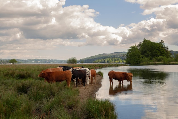 Kühe grasen in der Nähe des Sees