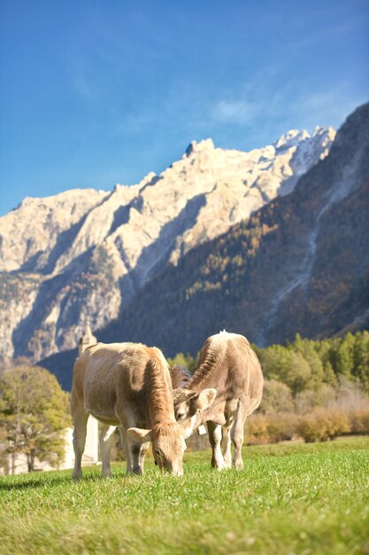 Kühe grasen in der Schweiz