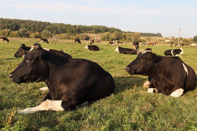 Kühe grasen und ruhen auf dem Gras