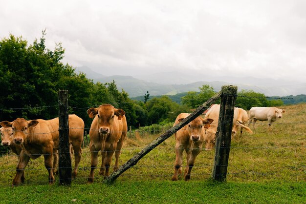 Kühe hinter dem Draht in den Bergen Spaniens