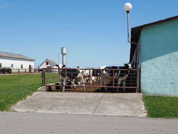 Kühe hinter einem Zaun auf einer Farm