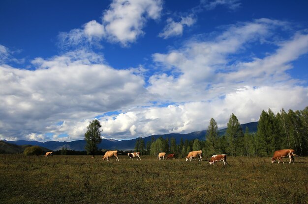 Kühe im Altai-Gebirge, Russland