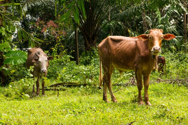 Kühe im tropischen Wald in Phuket