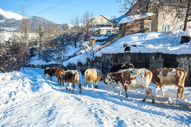 Kühe im Winter in Bergdörfern, oberes Swanetien, Georgia.