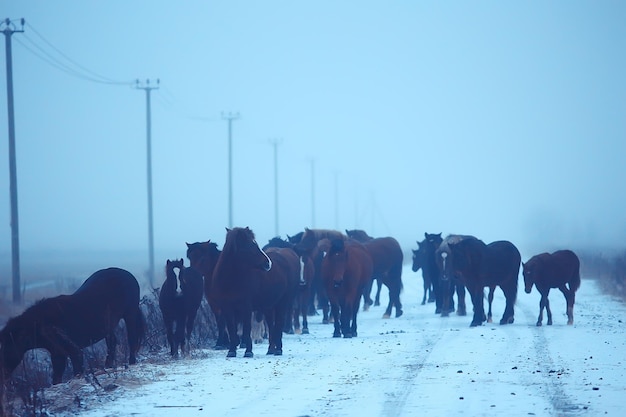 Kühe im Winter in einem Schneefeld, Tiere auf einem Bauernhof in der Wintersaison