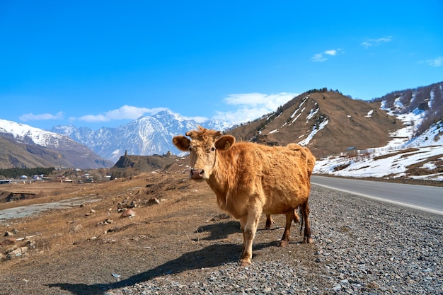 Kühe in den Bergen von Georgia Tiere grasen entlang der Straße Unglaubliche Berglandschaft im Hintergrund