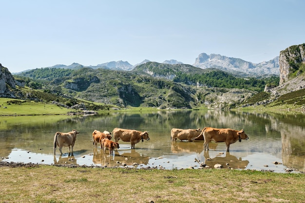 Kühe in den Seen von Covadonga Spanien