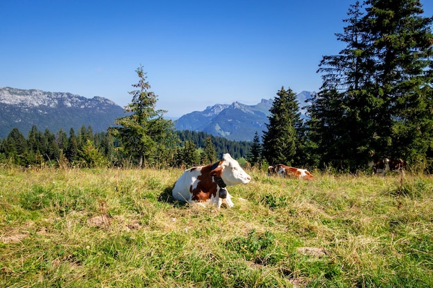 Kühe in einem Bergfeld La Clusaz Hautesavoie Frankreich