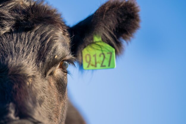 Kühe in einem Feld auf der Weide in Australien