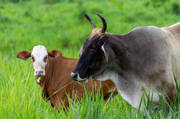 Kühe in einem Feld grünes Gras Starren auf den selektiven Fokus der Kamera