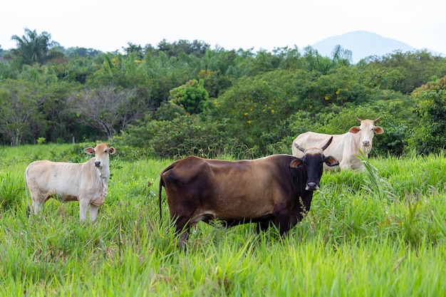 Kühe in einem Feld grünes Gras Starren auf den selektiven Fokus der Kamera