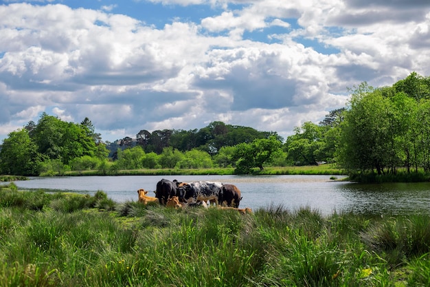 Kühe liegen auf dem Rasen in der Nähe des Sees