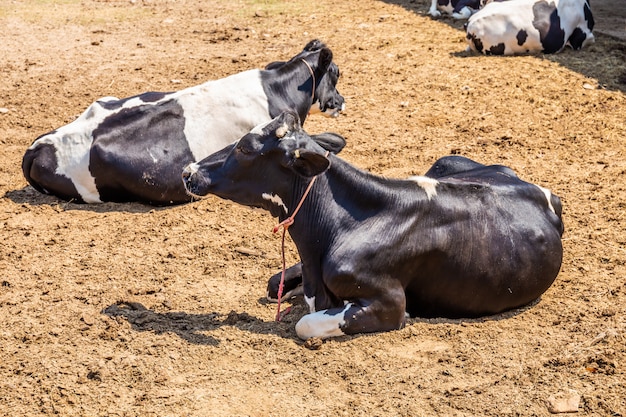 Kühe schlafen in einer Farm. Milchkühe sind wirtschaftliche Tiere.