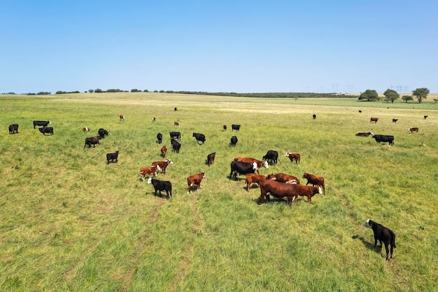 Kühe-Silhouetten grasen La Pampa Patagonien Argentinien