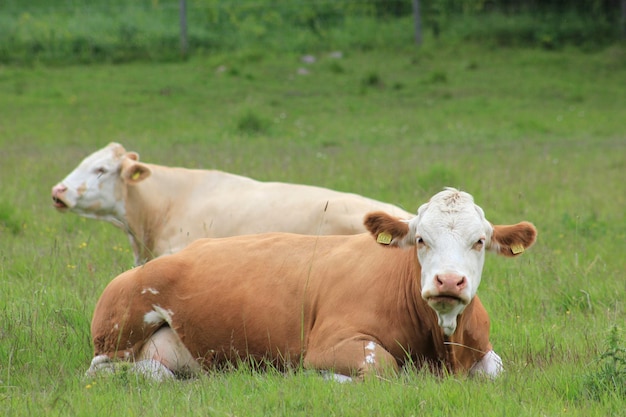 Kühe sitzen auf dem Feld